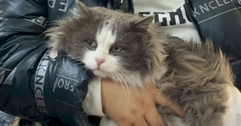 Постирала кота в стиральной машине ради шутки: полиция нашла автора видео в области Жетісу