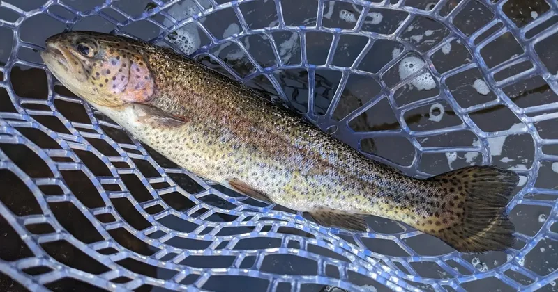 Из за ветеринарной справки, которую требовали незаконно, работа рыбного предприятия остановилась в ВКО