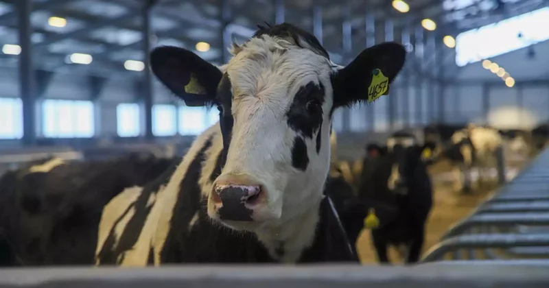 Шығыс Қазақстанда мыңнан астам ірі қараға арналған сүт фермасы ашылды