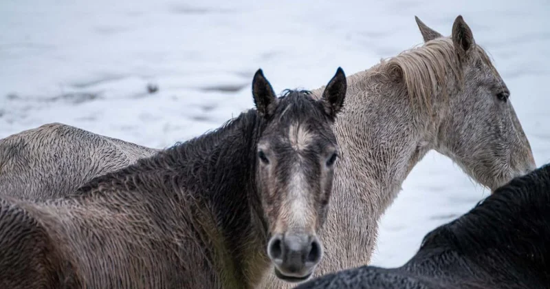 Более 40 лошадей едва не погибли от холода в Костанайской области (ВИДЕО)