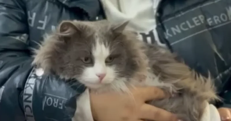 "Животные не реквизит для контента". Казахстанку, которая прокрутила кота в стиральной машине, наказали