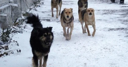На бродячих собак жалуются жители Усть Каменогорска