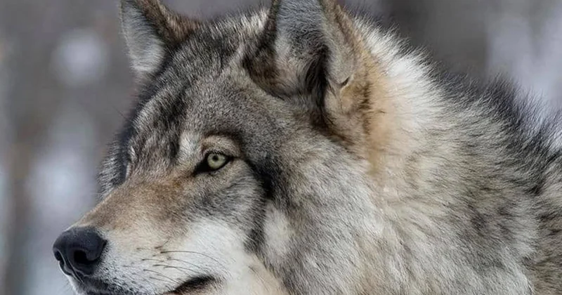 Қызылордада биологиялық тепе теңдікті сақтау үшін қасқыр ауланып жатыр