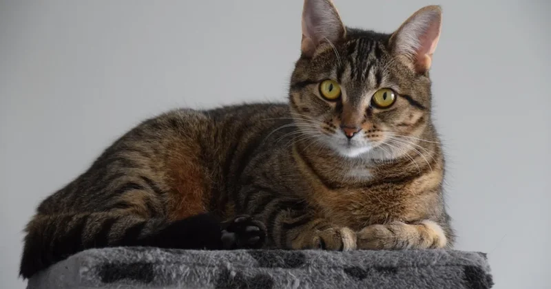 Потерявшийся в Испании кот прошел сотни километров и нашел своих хозяев во Франции