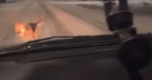 Атырауда жүргізуші итті қағып кеткені үшін емес, телефон қолданғаны үшін жазаланды