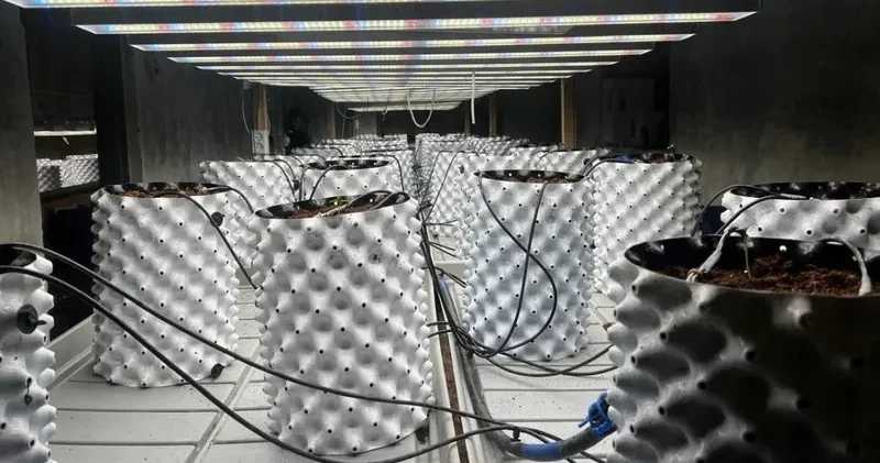 Ақмола облысында заңсыз фитозертхана анықталды: 70 түп қарасора тәркіленді