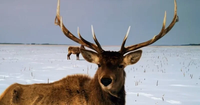 Маралов выпустили в естественную среду обитания в Карагандинской области (ВИДЕО)