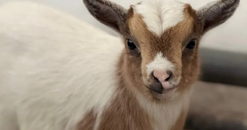 Алматы зообағында камерун ешкілері төлдеді