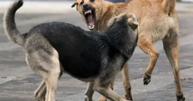 Атырауда бұралқы иттерді аулау уақытша тоқтатылды​​