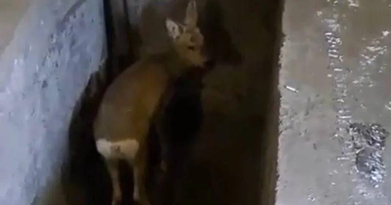 Еліктердің елді мекендерді жиі жағалай бастауының сыры неде