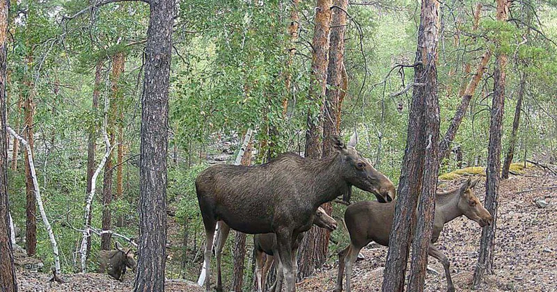 Лоси, архары, лисы и даже… олень