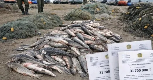 Қай балықты аулауға болмайды: сирек кездесетін түрлері үшін белгіленген айыппұл бар