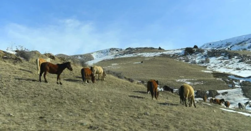 Түркістан облысында 531,1 мың гектар жайылым жетіспейді