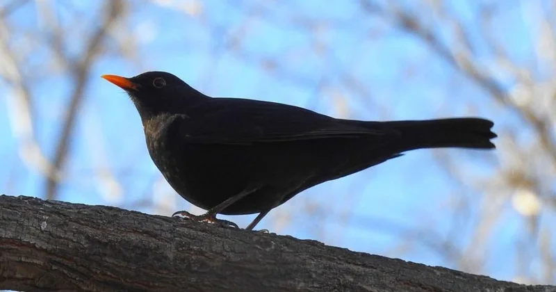 Атырауда 2026 жыл құсы тіршілік етеді