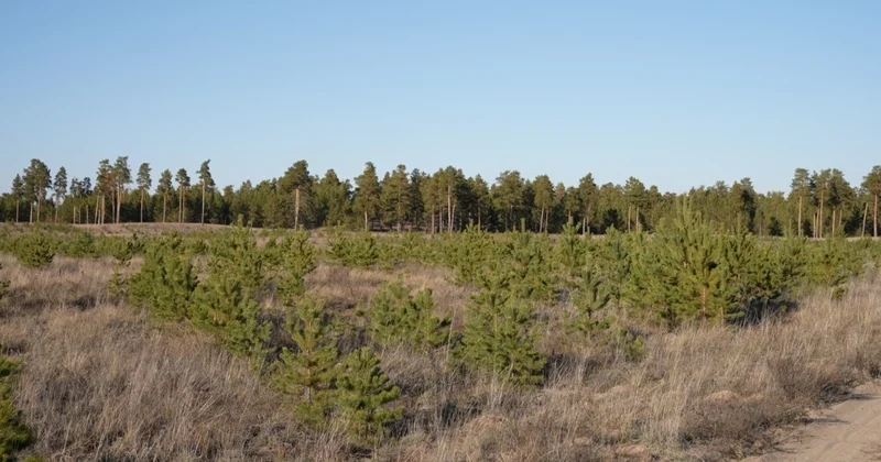 Орман қоры жерлері ауыл шаруашылығы мақсатындағы жерлер санатына ауыстырыла ма Бектенов жауабы