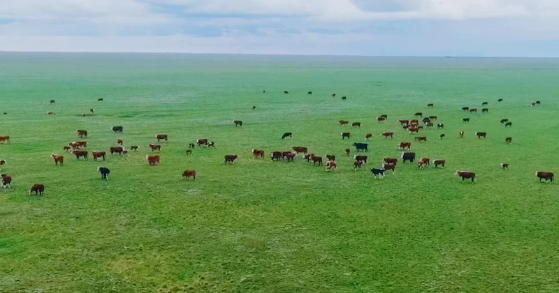 Жайылымдық инфрақұрылымды дамыту жеке бағдарлама әзірленбейді Бектеновтің сенаторларға жауабы