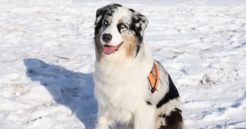 "Отдать рука бы не поднялась". Кинолог рассказала о судьбе собак спасателей на пенсии