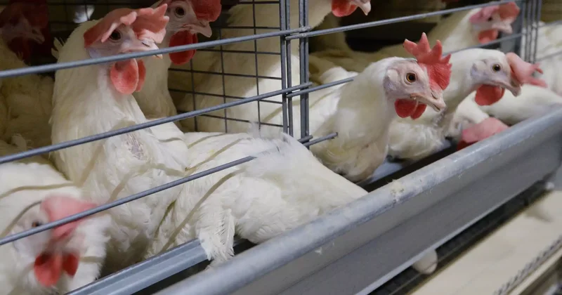 Солтүстік Қазақстанда құс фабрикасының жұмысшысы ауыр жарақат алды