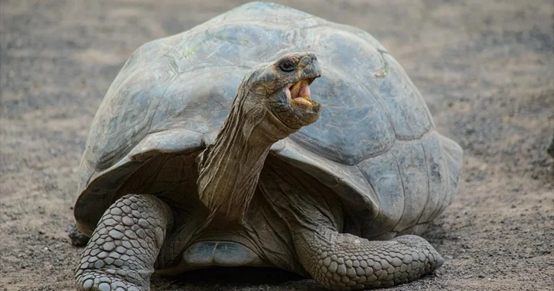 Жоғалып кеткен алып тасбақалар 180 жылдан кейін Галапагос аралдарына қайта оралды