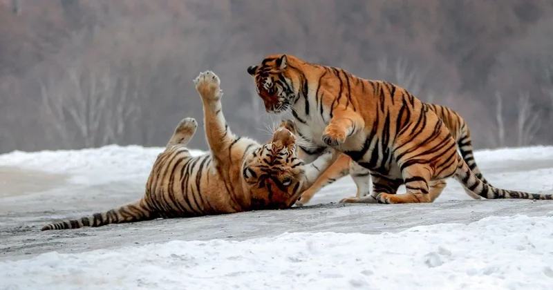 Четырех амурских тигров передадут из России в Казахстан