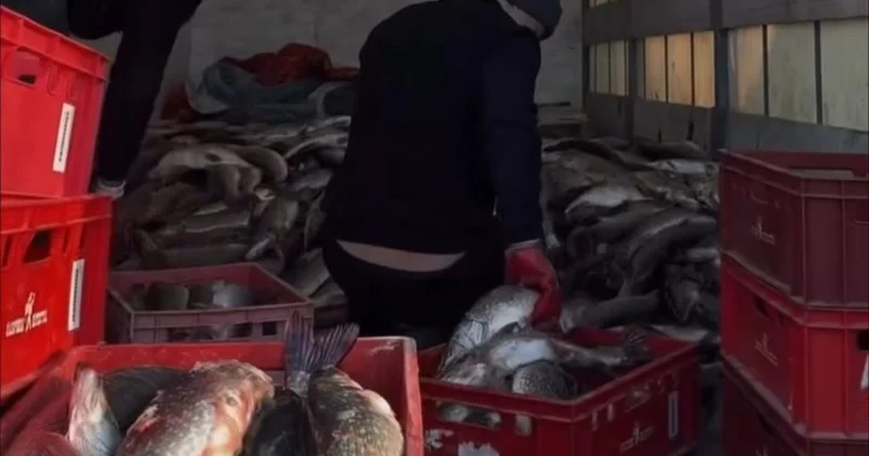 Алматыда заңсыз ауланған 700 келі балық анықталды