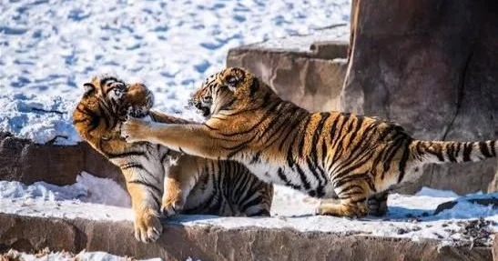 Ресей Қазақстанға төрт Амур жолбарысын табыстайды