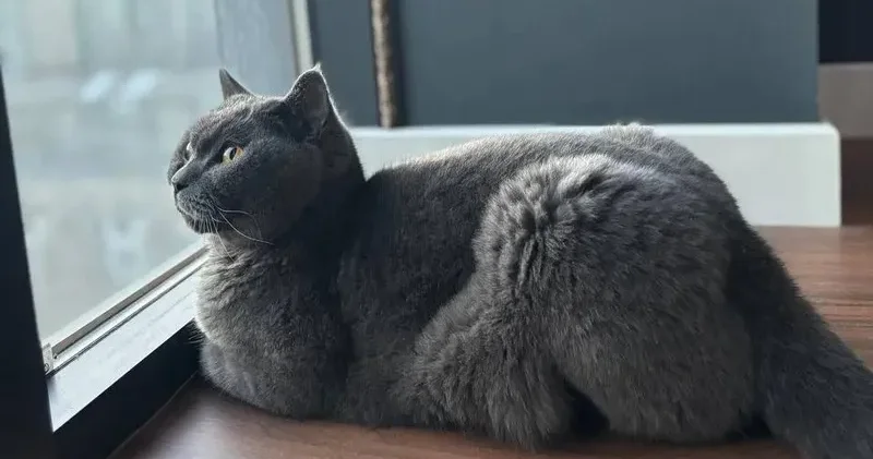 Таразда пәтерінде 20 мысық асыраған әйелге айыппұл салынуы мүмкін