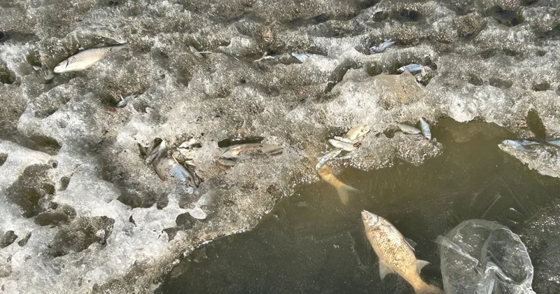 Ақтөбе қаласының ортасымен ағатын Сазды өзенінде балық қырылды