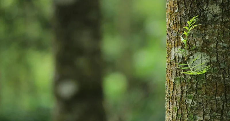 Огромное дерево рухнуло посреди улицы в Алматы