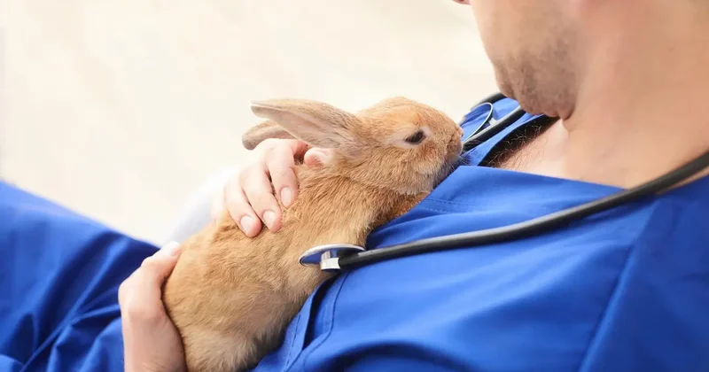 Ежегодно направлять 27 млрд тенге на развитие ветеринарии предложили депутаты: на что пойдут деньги