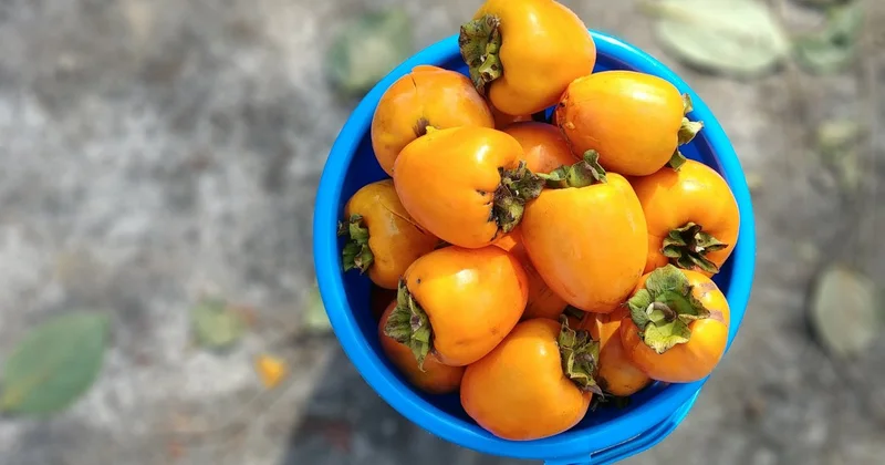 Девочка съела более килограмма хурмы и попала на операционный стол