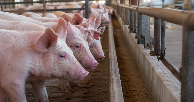 Свинина пошла на Кавказ: Казахстан вышел на рынок Грузии с неожиданным экспортом