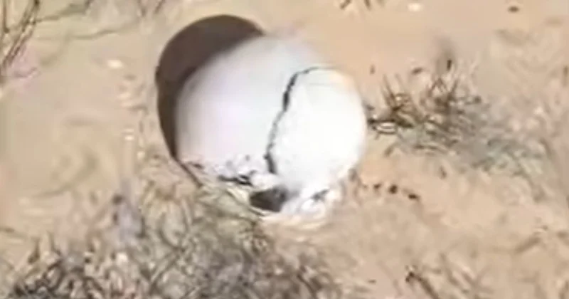 Жылыой ауданында адам сүйектері табылды