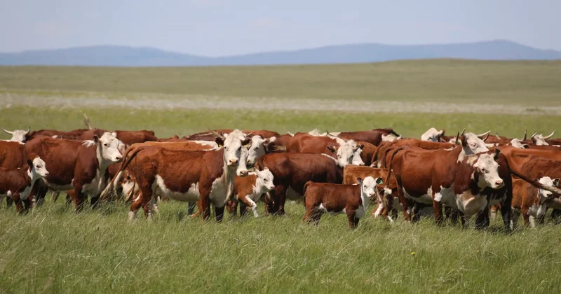 Абай облысында 211 млн теңге мақсатсыз жұмсалған: агробизнеске бөлінген несиелерге қатысты тергеу аяқталды
