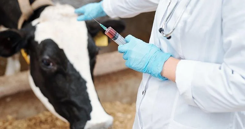 Қазақстанда ветеринарларға қосымша төлемдер енгізілуі мүмкін