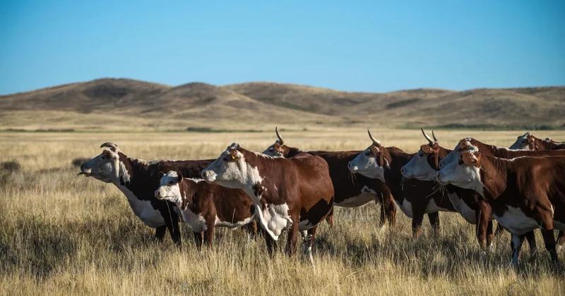 Қазақстанда ауыл шаруашылығы жануарларын уақытында вакцинацияламағаны үшін айыппұл салу көзделуде