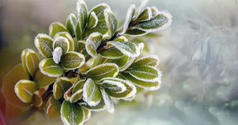 Синоптиктер қай өңірлерде үсік жүретінін атады