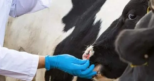 Қазақстанда ветеринариялық антибиотиктерді бақылау күшейтіледі