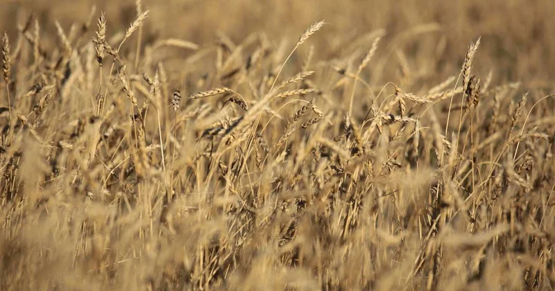 В Акмолинской области построят завод по глубокой переработке зерна