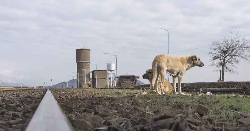 Число больных бруцеллезом бродячих собак растет в Костанайской области (ВИДЕО)