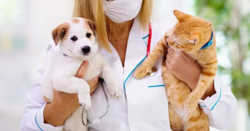 Тратят много сил и времени . Государственных ветеринаров хотят освободить от работы с собаками и кошками