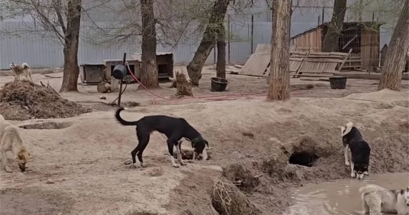 Жүздеген жануары бар баспанадан жер алынып жатыр Алматы облысының әкімдігі не дейді