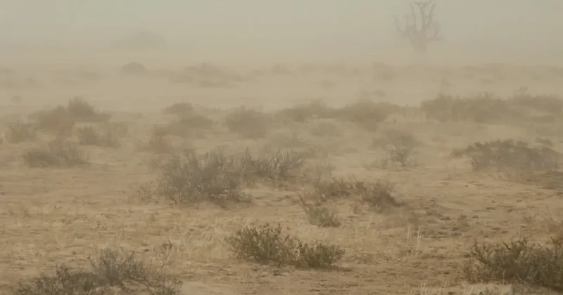 Нысанбаев: Пыльные бури становятся всё более регулярными в западных регионах