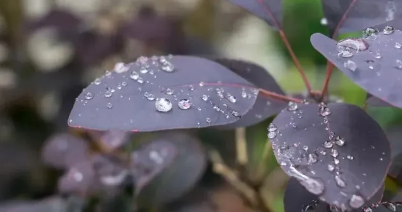 Үсік жүріп, жаңбыр мен қар жауады: 24 сәуірде Қазақстан бойынша қолайсыз ауа райы күтіледі