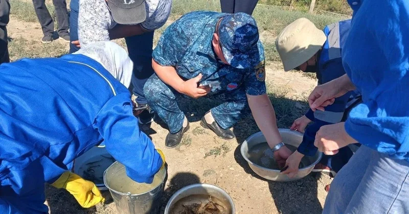 Более 1 млн штук молоди осетровых видов рыб выпустили в реку Жайык