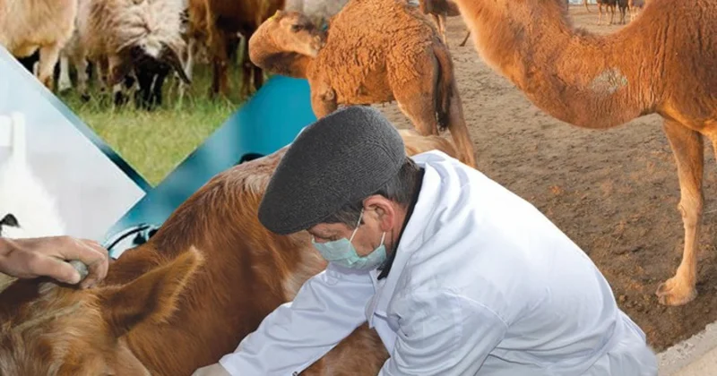 Мал дәрігеріне де мәртебе керек