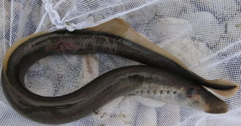 Редкую рыбу заснял житель Мангистауской области (ВИДЕО)