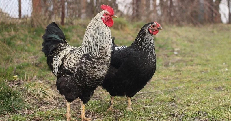 Умер первый человек, заразившийся штаммом птичьего гриппа H5N5