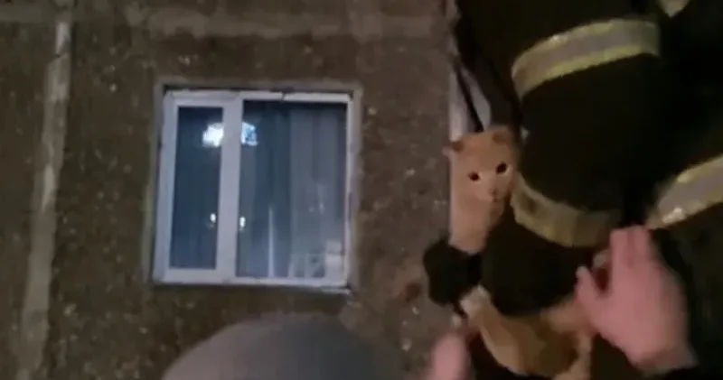 Қарағандыда ағаштан түсе алмай тұрған мысыққа көмек көрсетілді