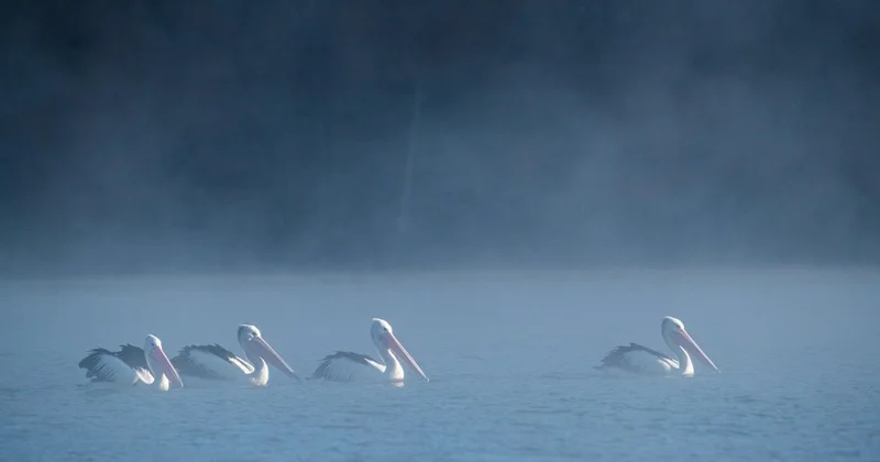 Редкое и завораживающее зрелище сняли в Алматинской области (ВИДЕО)